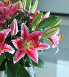 Black Tulip International LLC – Flower Delivery Oman