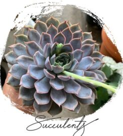 My Flowers n Gifts – Muscat Online Flower & Gifts Shop