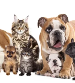 PetCare VETERINARY CENTRE