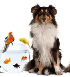 PetCare VETERINARY CENTRE